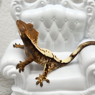 세이블