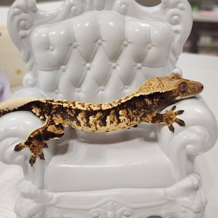 트라이 타이거 텐저린 화이트스팟 익스트림할리퀸