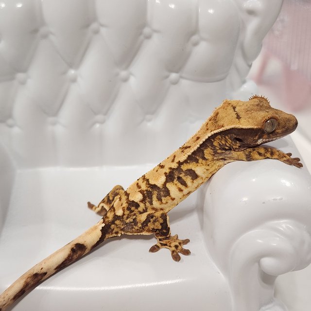 트라이 익스트림할리퀸