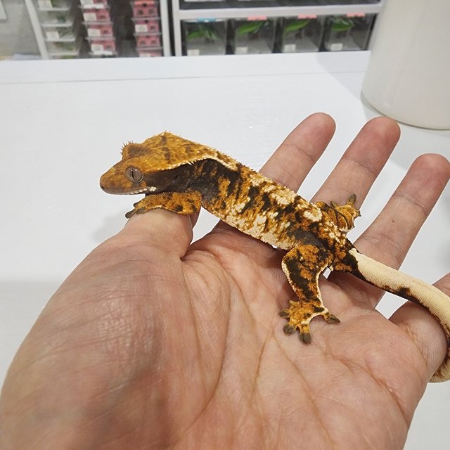 트라이 텐저린 익스트림할리퀸