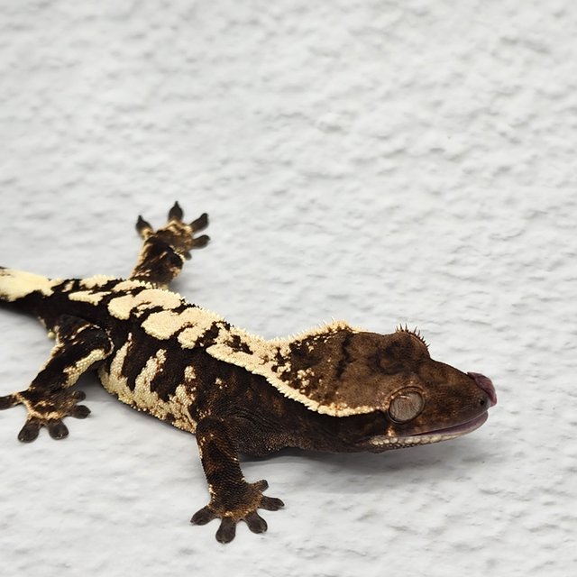 세이블 블랙