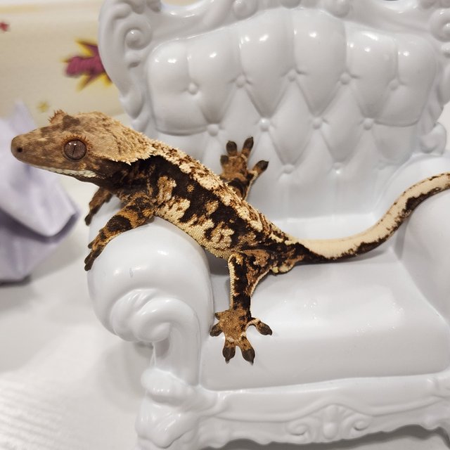 트라이 타이거 텐저린 화이트스팟 익스트림할리퀸