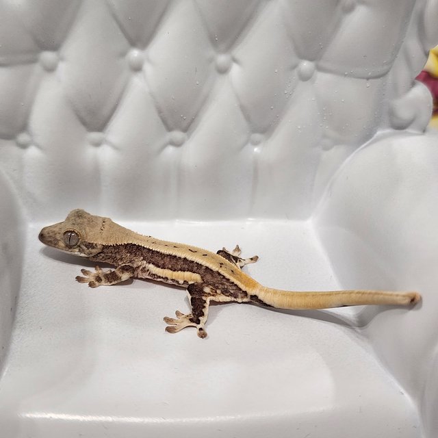 릴리100%헷아잔틱