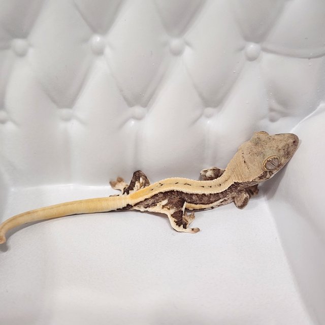 릴리100%헷아잔틱