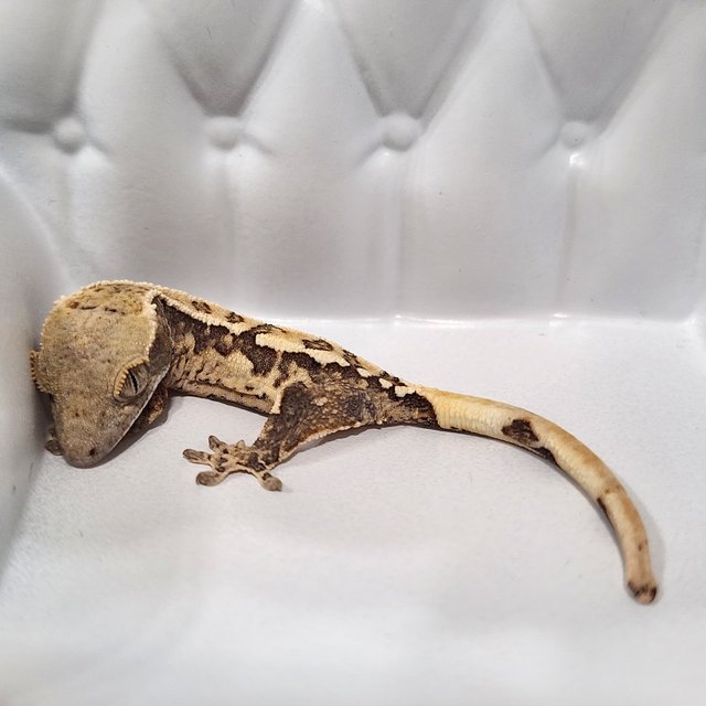 트라이 익스트림할리퀸 화이트핀