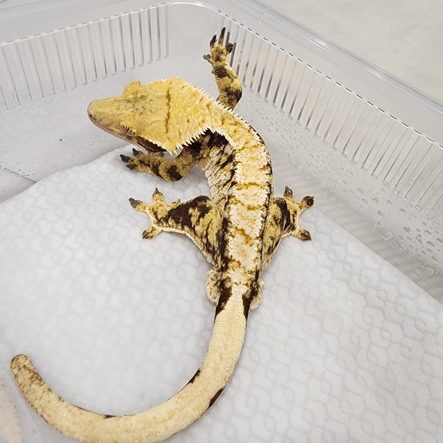 트라이 타이거 텐저린 드리피 익스트림할리퀸 화이트스팟