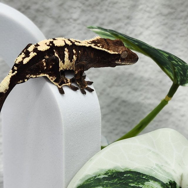 세이블 블랙