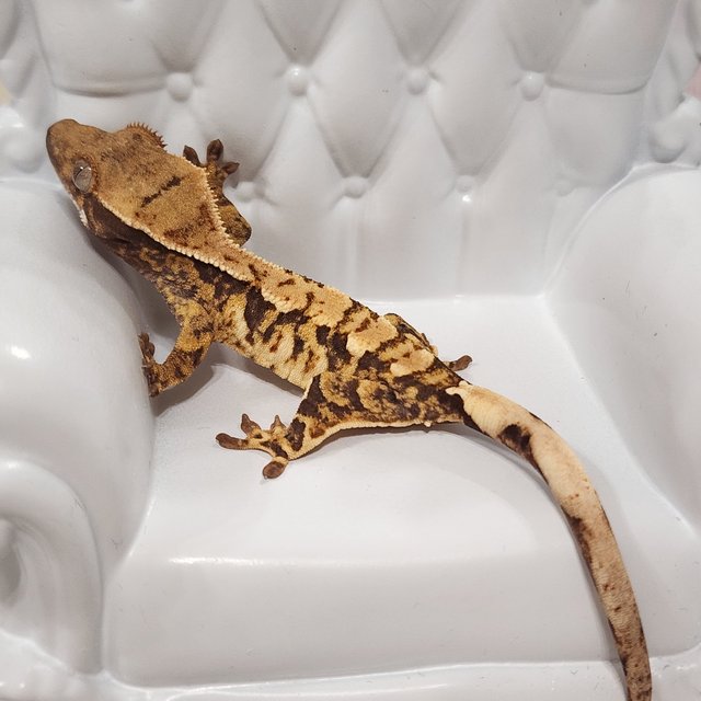 트라이 익스트림할리퀸