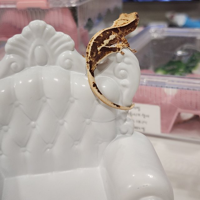 릴리100%헷아잔틱