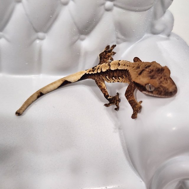 100%헷아잔틱 화이트포트홀