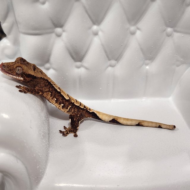 100%헷아잔틱 화이트포트홀