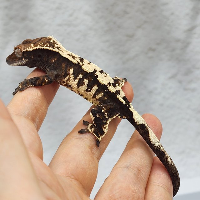 세이블 블랙