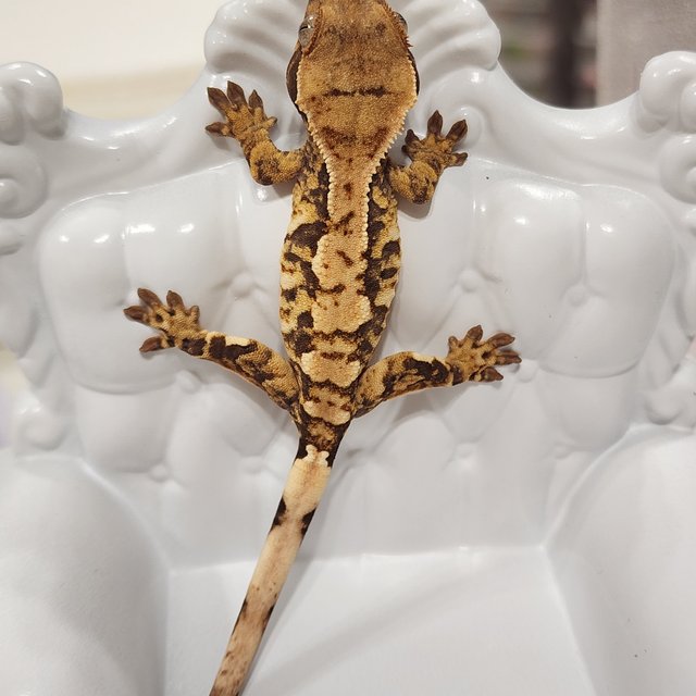 트라이 익스트림할리퀸