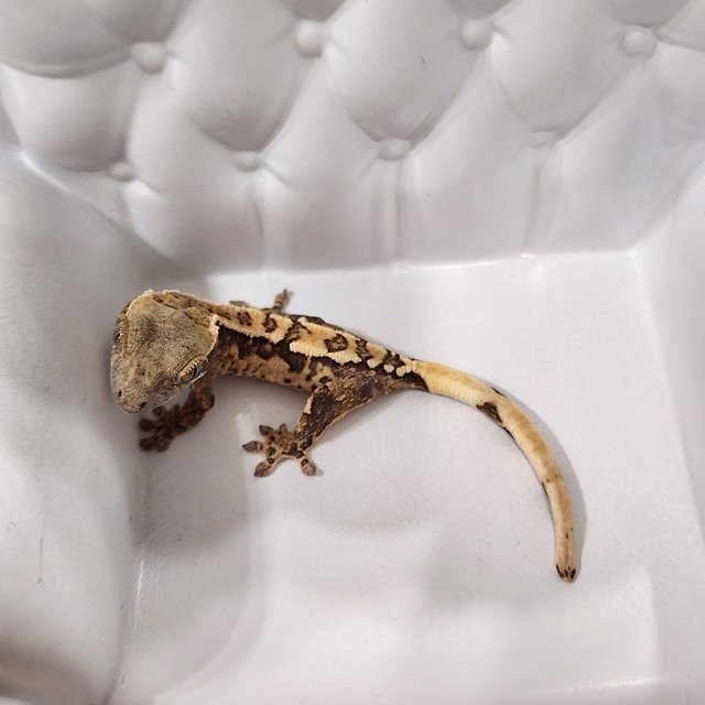 트라이 익스트림할리퀸 화이트핀