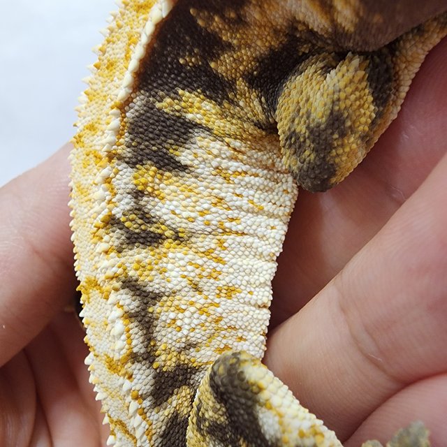 트라이 타이거 텐저린 드리피 익스트림할리퀸 화이트스팟