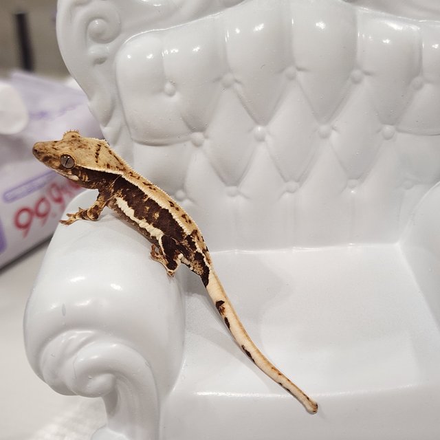 릴리100%헷아잔틱