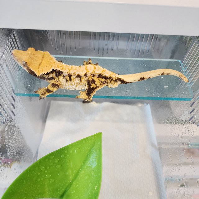 트라이 타이거 텐저린 드리피 익스트림할리퀸 화이트스팟