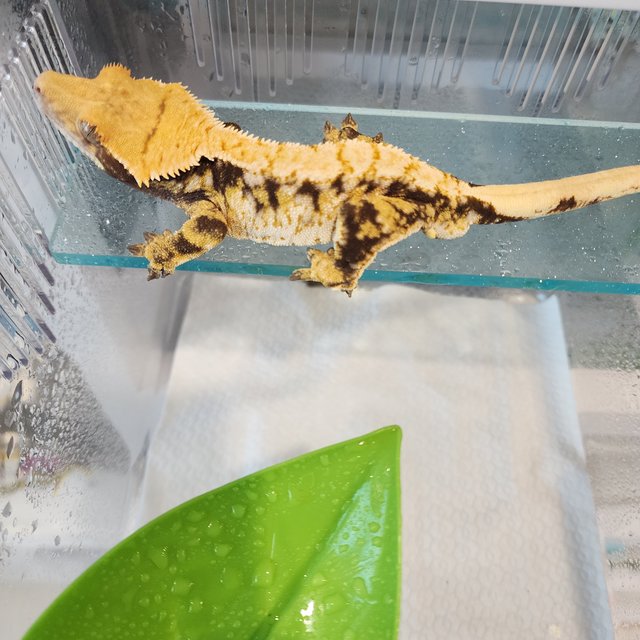 트라이 타이거 텐저린 드리피 익스트림할리퀸 화이트스팟