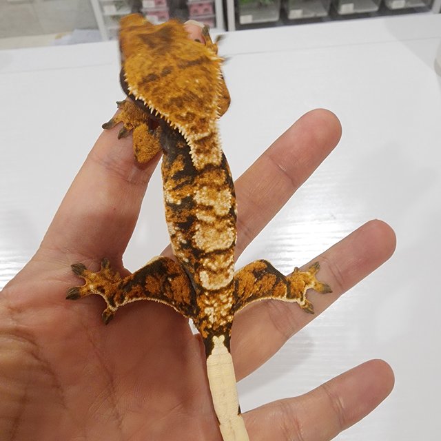 트라이 텐저린 익스트림할리퀸