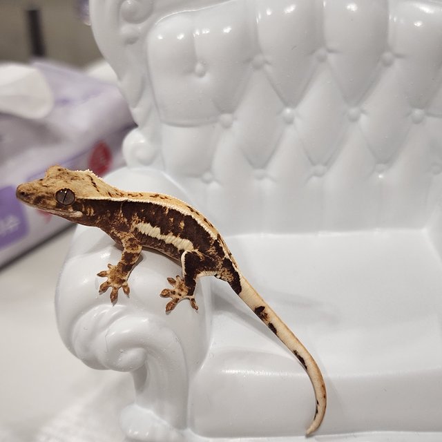 릴리100%헷아잔틱