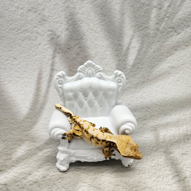 트라이 화이트 드리피