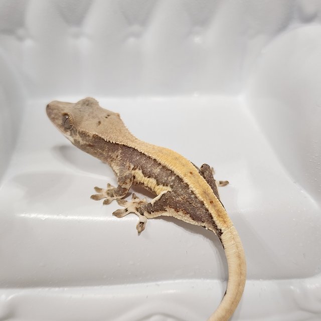 릴리100%헷아잔틱