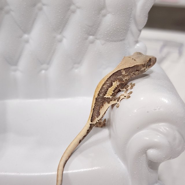 릴리100%헷아잔틱