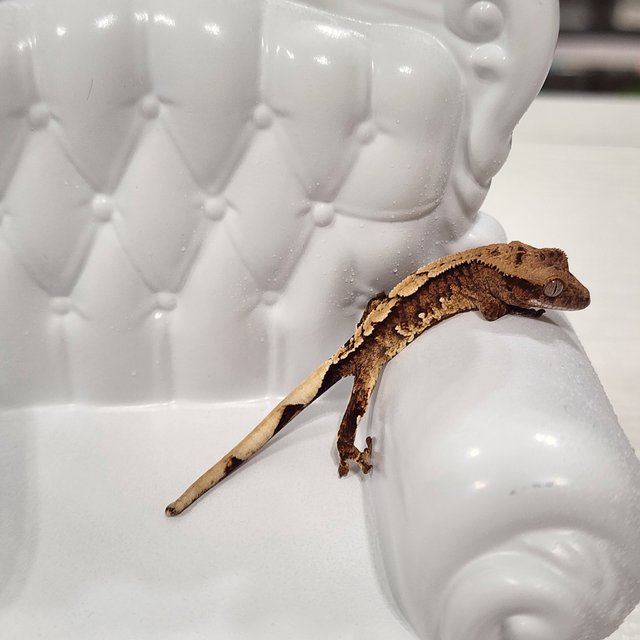 100%헷아잔틱 화이트포트홀