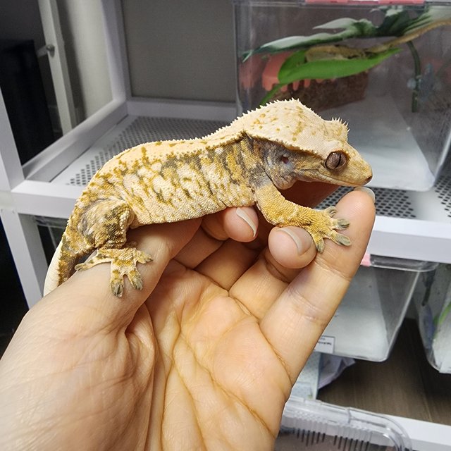 트라이 익스트림할리퀸