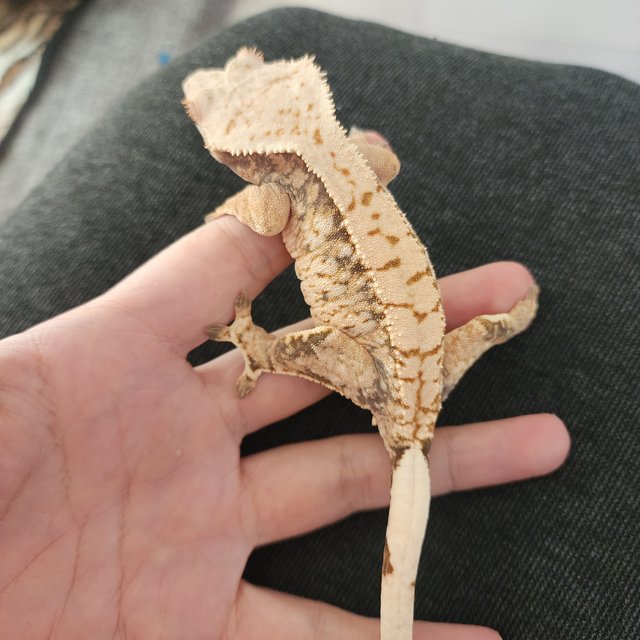 트라이 익스트림할리퀸