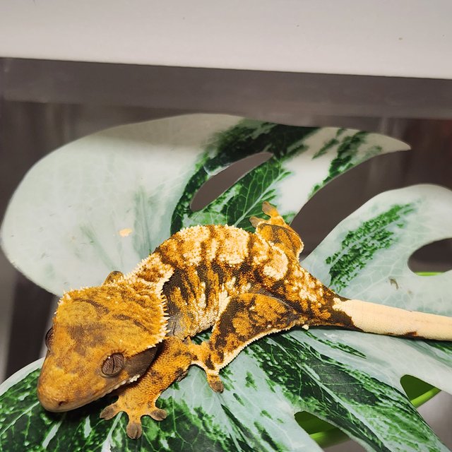 트라이 텐저린 익스트림할리퀸