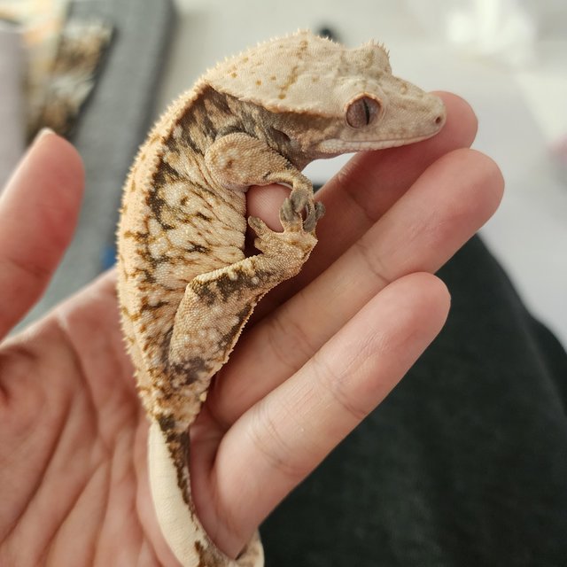 트라이 익스트림할리퀸