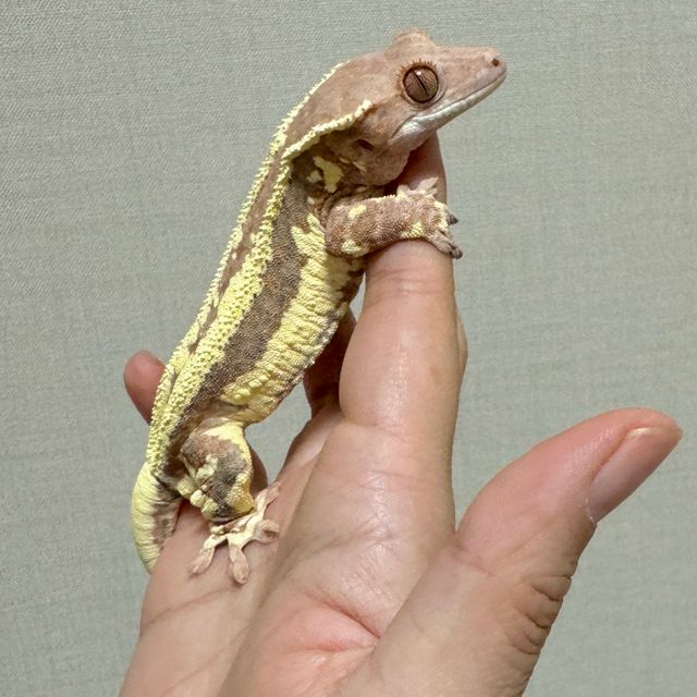 프라푸치노