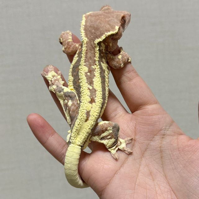 프라푸치노