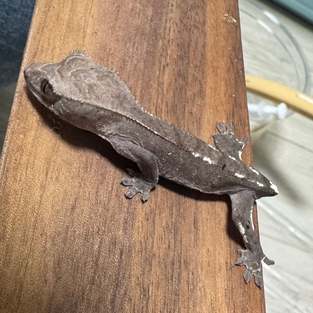 아잔틱