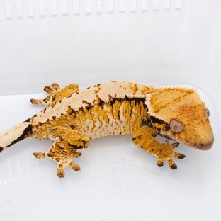 보헤라인