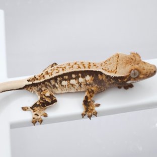 드리피 화이트스팟 쿼드