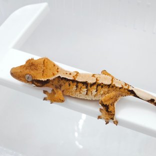 텐저린 트라이 노멀