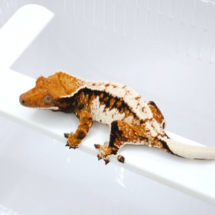 텐저린 노멀 트라이