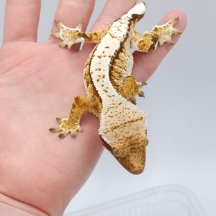 보헤라인