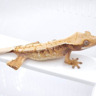 드리피 노멀 트라이