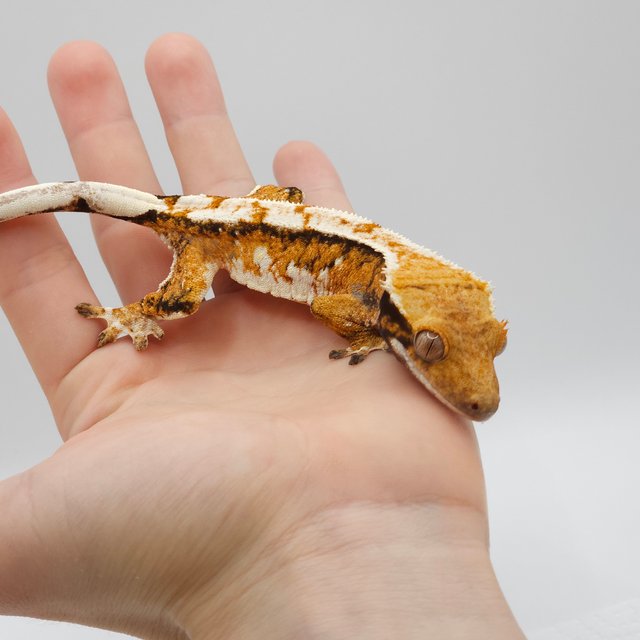 노멀 트라이 레이지