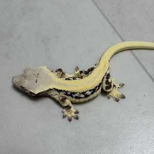 솔리드백 릴리화이트