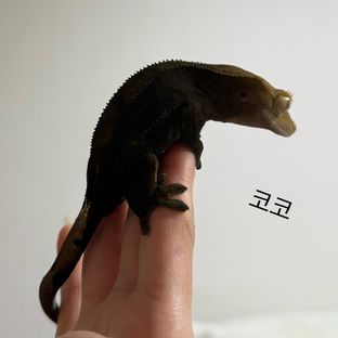 코코