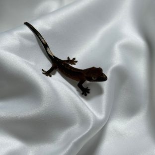 알티 챠콜 블랙