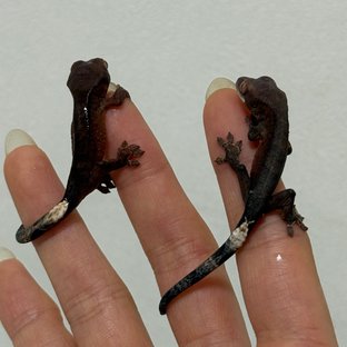 챠콜 카푸치노 다크 블랙