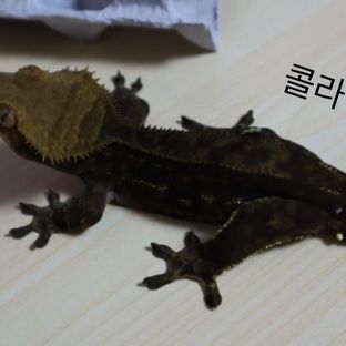 콜라