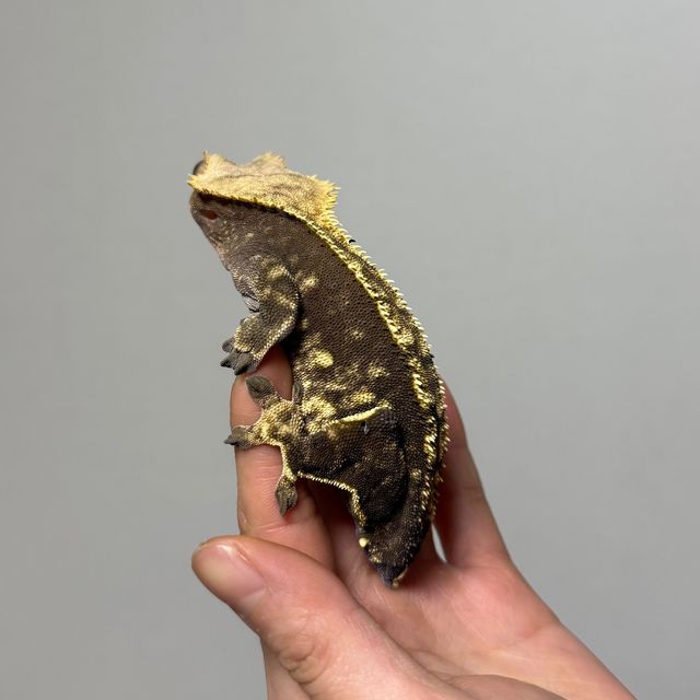 다크 플레임 블랙 챠콜 알티
