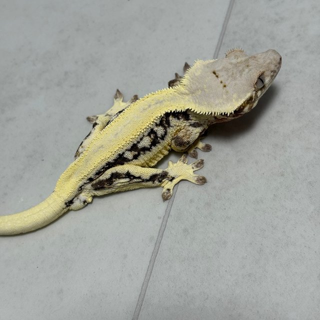 솔리드백 릴리화이트