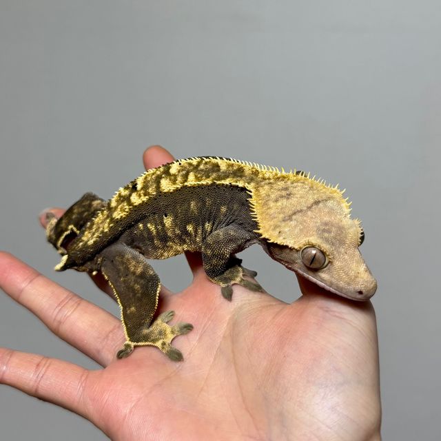 다크 플레임 블랙 챠콜 알티